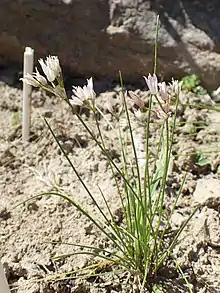 "Allium mairei" in the UMCS Botanical Garden in Lublin