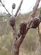 Mature cones