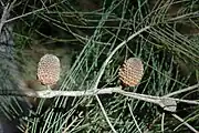 Mature cones