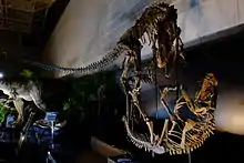 Skeletons of Allosaurus and Ceratosaurus mounted in fighting postures