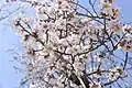 Almond Blossom, Meymand