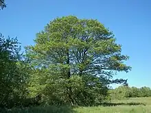 Image 2Alnus glutinosa (from List of trees of Great Britain and Ireland)