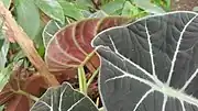 Undersides of leaves are reddish