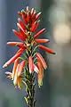 Inflorescence detail.