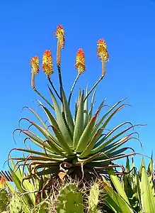 Krantz aloe