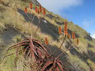 Aloe cameronii