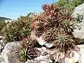 Adult Fynbos aloes on a Cape Peninsula rock face.