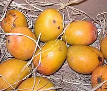 Photo of ten large mangoes