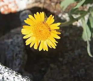 Flower close-up