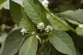 Green leaves and flower