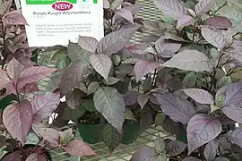 Alternanthera dentata 'Purple Knight'