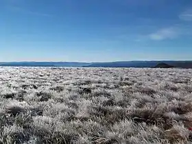 Ice on plants in high meadow