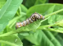 A caterpillar with a mainly white body, and white head, with black speckles of dots surrounding its whole body. Orange accents around each segment of its body. Its covered sparsely with little white hairs, in an almost spike-like manner.