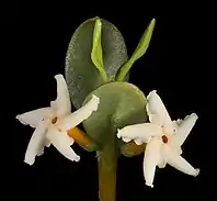 Flowers of the Alyxia buxifolia shrub. They are star shaped and twist slightly in an anticlockwise direction. The tips of the petals are white and the corolla tube is a soft orange colour. They join to the stem of the plant and the leaves in the image are obovate in shape.