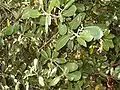 Quercus ilex