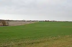 Young wheat field on Dillon Road