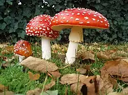 A group of three mushrooms, ranging in size from small to large, with red caps dotted with white warts, and white stems. The largest of the three has a droopy skirt hanging from the upper portion of its stem. The mushrooms are growing in the ground, surrounded by fallen brown leaves, green grass, and a dark green bush in the background.