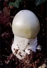 A young death cap emerging from its universal veil