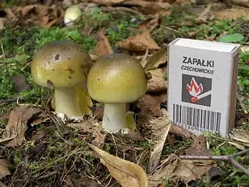 Image 13Young Amanita phalloides "death cap" mushrooms, with a matchbox for size comparison (from Mushroom)