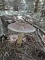 Amanita rubescens