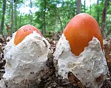 Image 42Amanita jacksonii buttons emerging from their universal veils (from Mushroom)