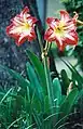 Hippeastrum