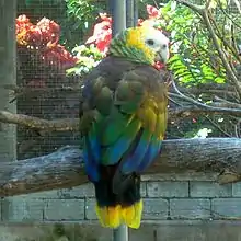 A brown parrot with blue-tipped wings, a yellow-tipped tail, a green nape, a yellow head, a white forehead, and light-blue eye-spots