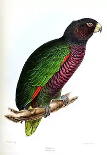 A green parrot with a violet underside, a dark-violet head, and a dark-purple nape