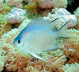 Image 16Most coral reef fish have spines in their fins like this damselfish (from Coral reef fish)