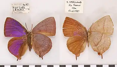 Museum specimen