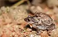 Amplexus