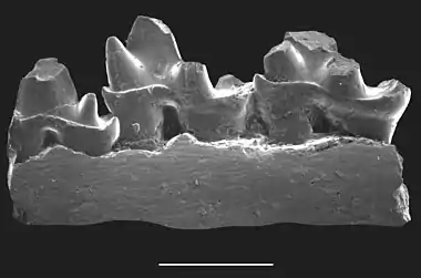 Jaw fragment with three cuspidate teeth