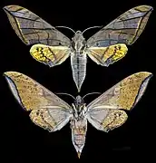 Ambulyx johnsoni