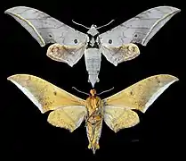 Ambulyx montana
