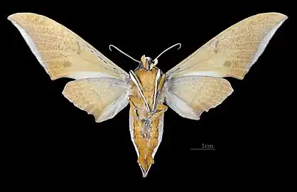 Male, ventral view