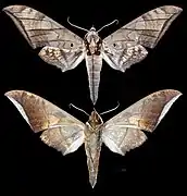 Ambulyx phalaris