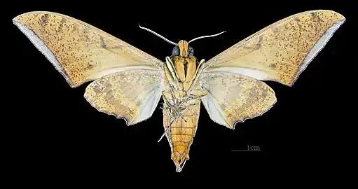 Male, ventral view