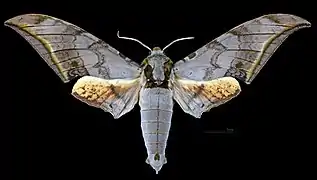 Ambulyx sericeipennis joiceyi male, dorsal view