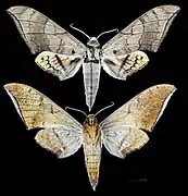 Ambulyx wildei'
