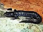 Blue-spotted salamander