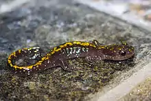 Adult of the long-toed salamander