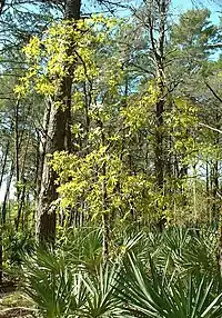 Turkey oak trees