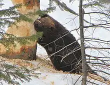 Castor canadensis