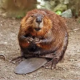 American beaver (Castor canadensis)