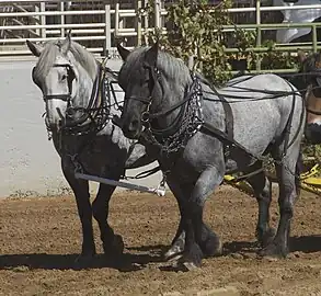 A Belgian team in harness