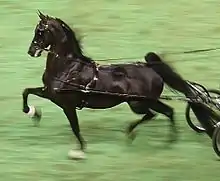 Fine show harness