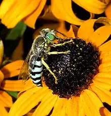 American Sand Wasp (Bembix americana)