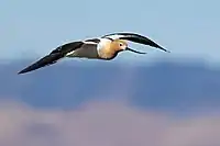 In flight at the Sacramento National Wildlife Refuge, California