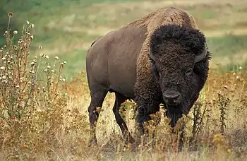 Plains bison