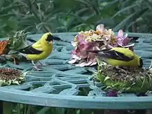 Two feeding from sunflower heads